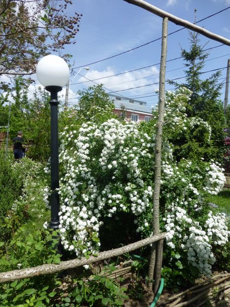 P1100039 - 003 07 05 2017