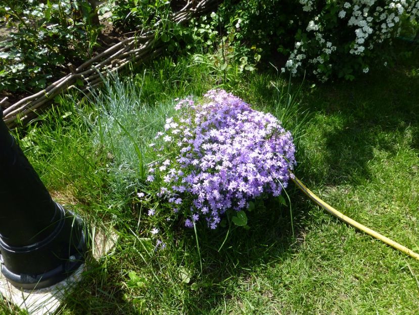 P1100043 - 003 07 05 2017