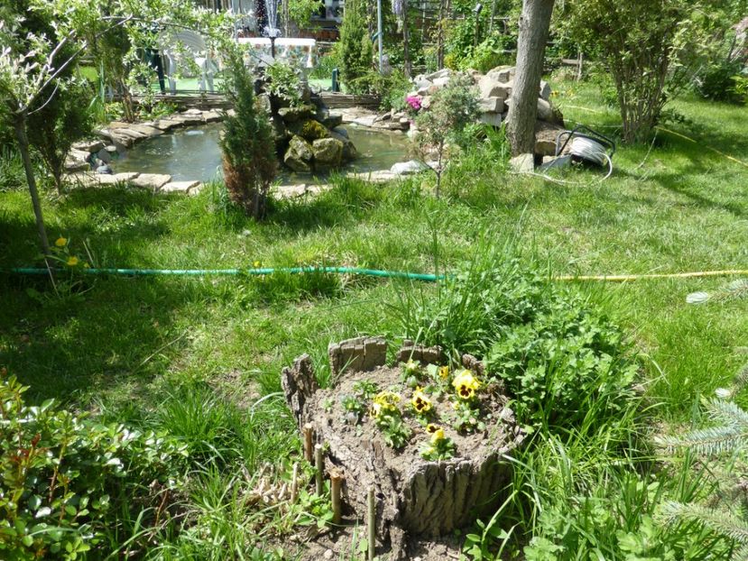 P1100044 - 003 07 05 2017