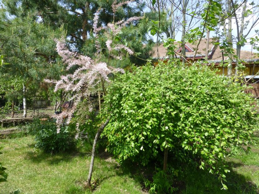 P1100049 - 003 07 05 2017