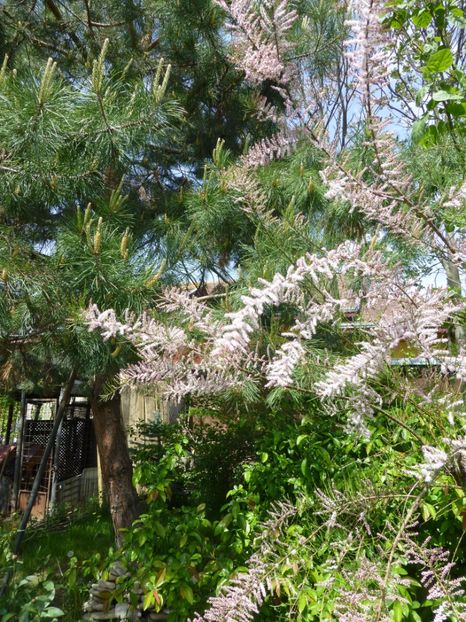 P1100050 - 003 07 05 2017