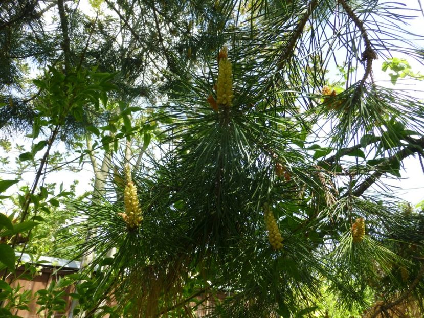 P1100053 - 003 07 05 2017