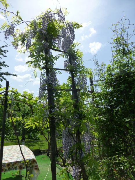 P1100054 - 003 07 05 2017