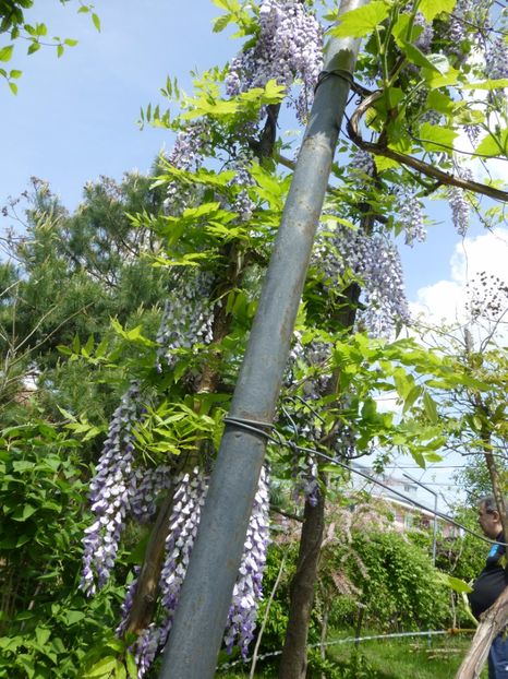 P1100056 - 003 07 05 2017