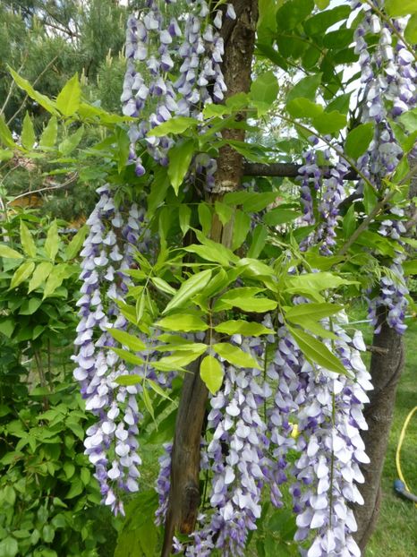 P1100057 - 003 07 05 2017