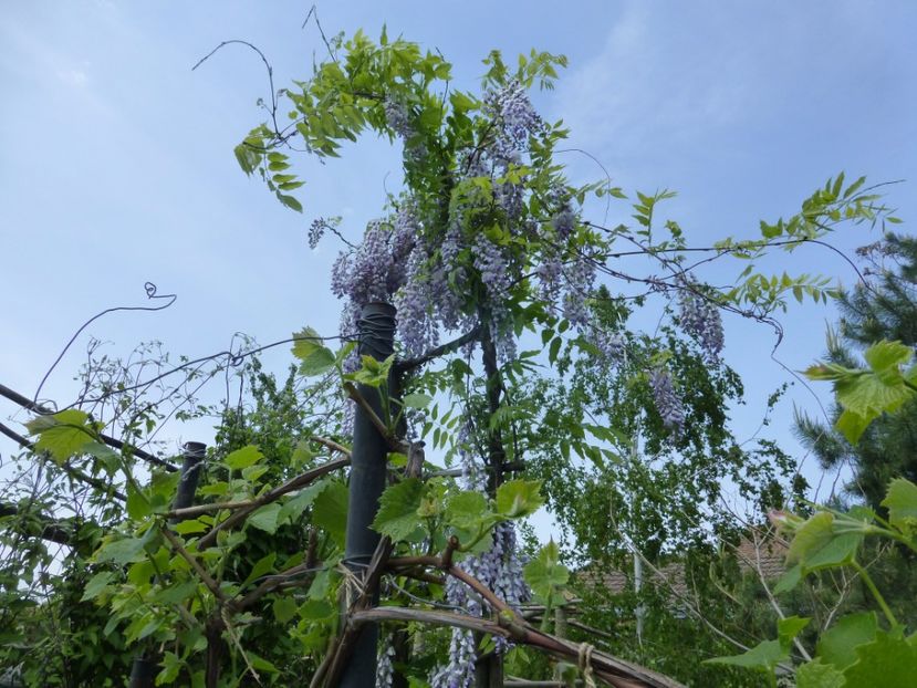 P1100059 - 003 07 05 2017