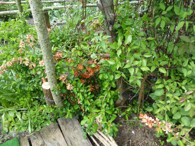 P1100060 - 003 07 05 2017