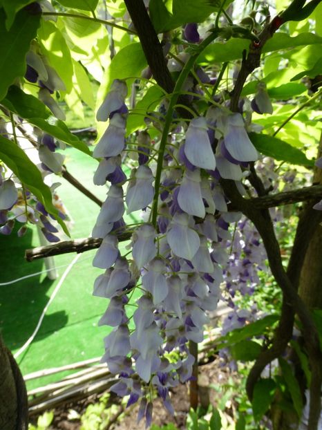 P1100062 - 003 07 05 2017