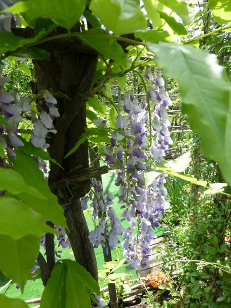 P1100063 - 003 07 05 2017