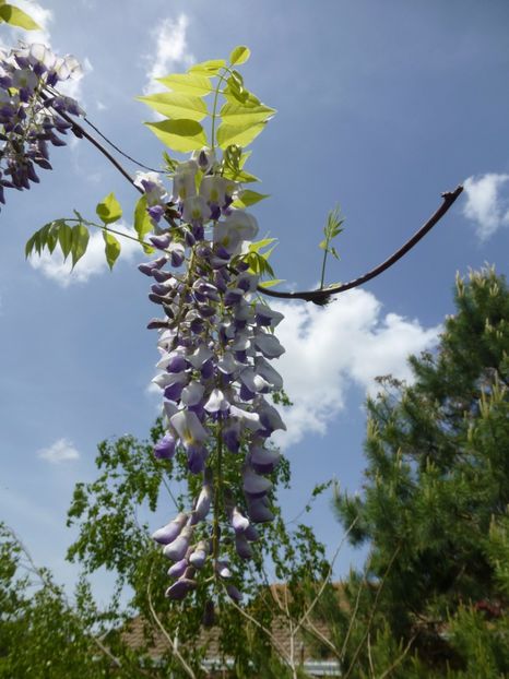 P1100066 - 003 07 05 2017