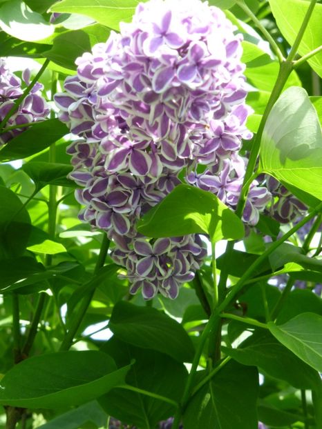 P1100077 - 003 07 05 2017