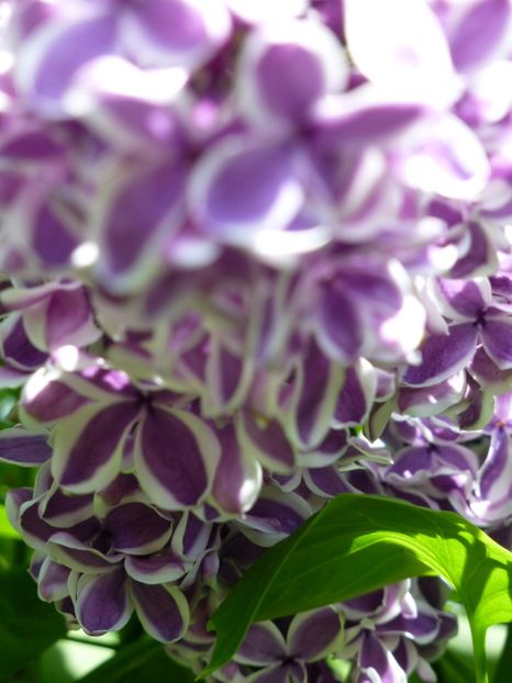 P1100078 - 003 07 05 2017