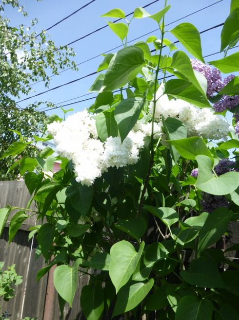 P1100081 - 003 07 05 2017