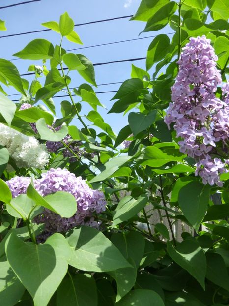 P1100082 - 003 07 05 2017