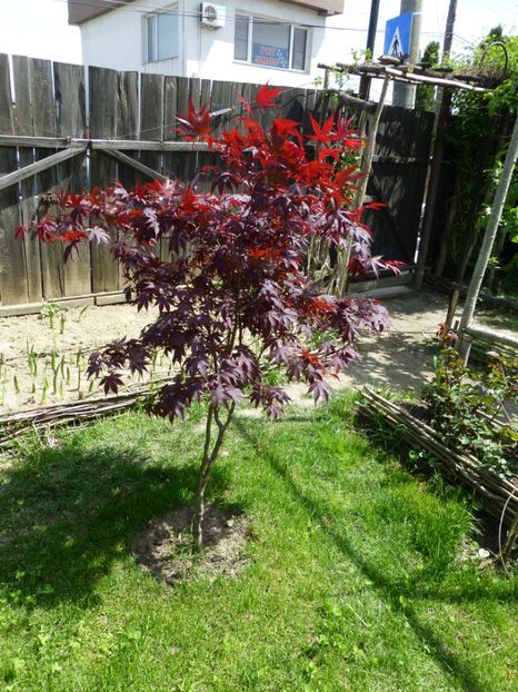 P1100087 - 003 07 05 2017