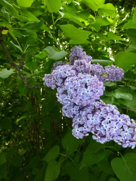 P1100096 - 003 07 05 2017