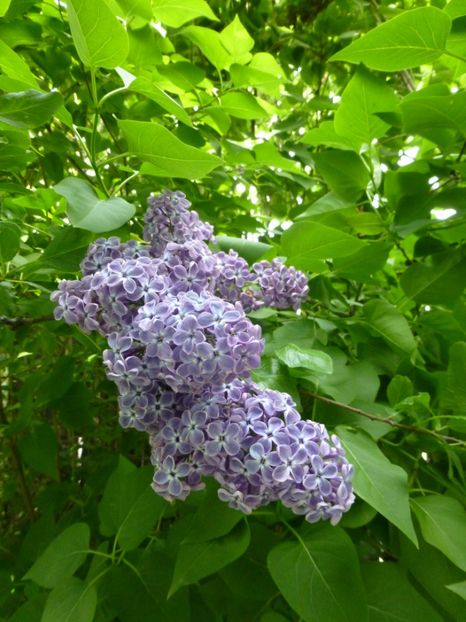 P1100097 - 003 07 05 2017