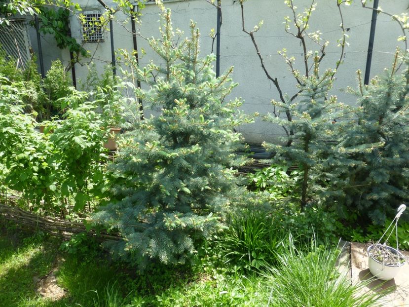 P1100102 - 003 07 05 2017