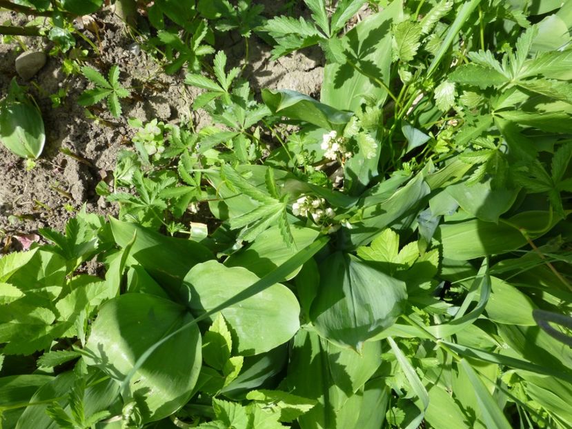 P1100103 - 003 07 05 2017