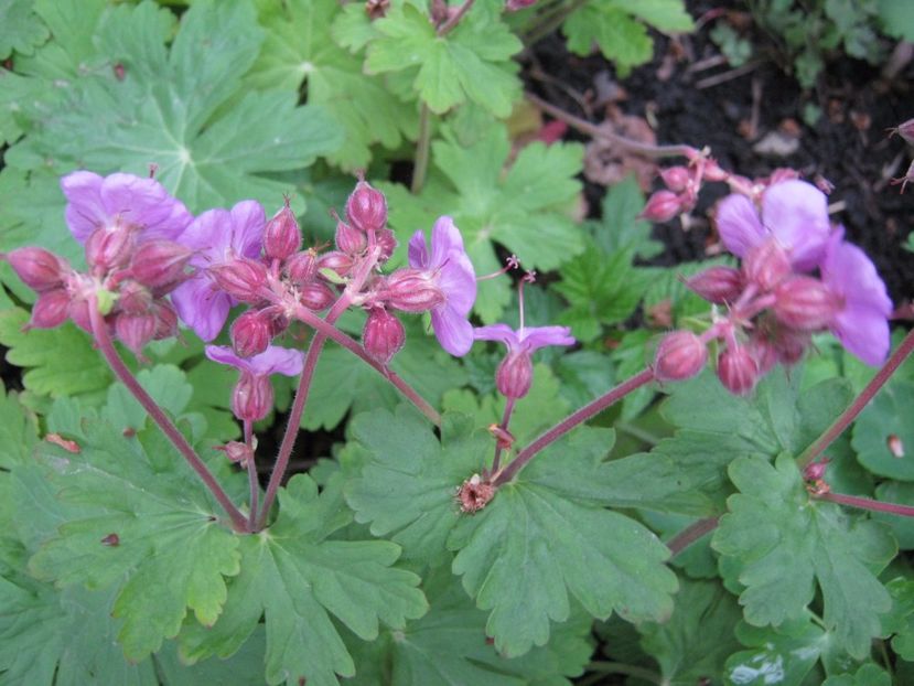  - A-A Gradina cu flori 2017