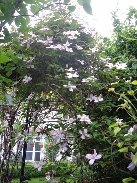 IMGP0336 - CLEMATITE - 2014-2017