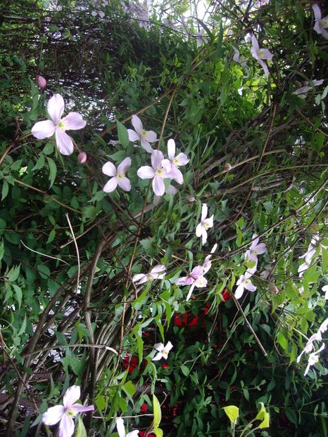 IMGP0337 - CLEMATITE - 2014-2017