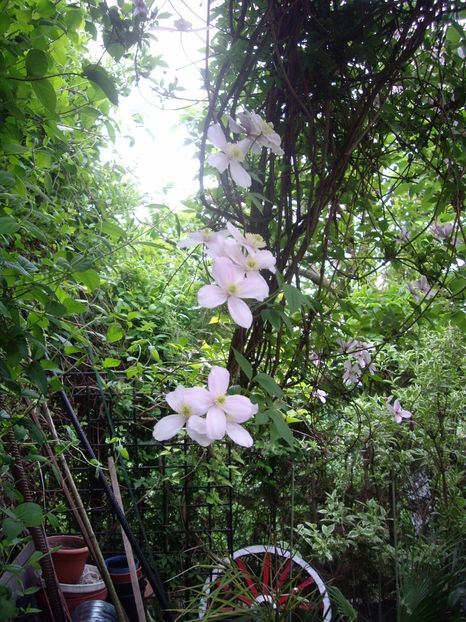 IMGP0338 - CLEMATITE - 2014-2017