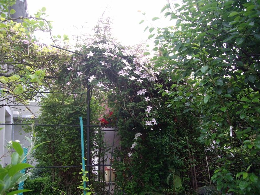 IMGP0339 - CLEMATITE - 2014-2017