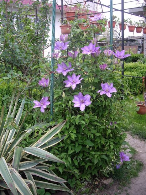 IMGP0341 - CLEMATITE - 2014-2017
