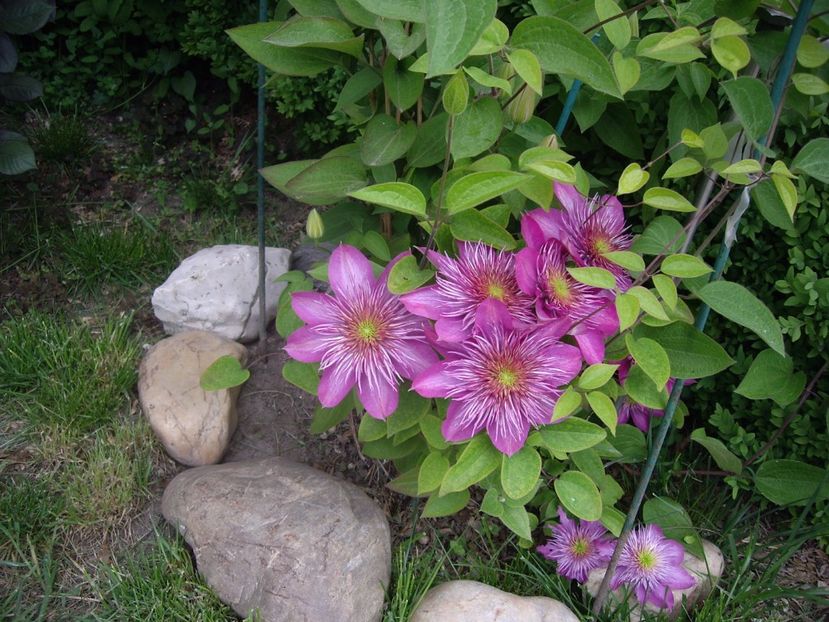 Kaiser - CLEMATITE - 2014-2017