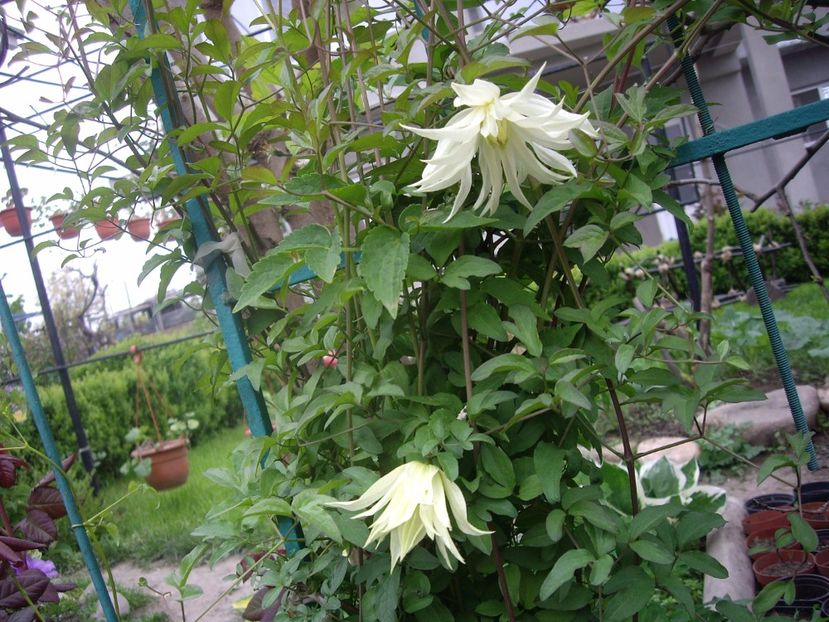 IMGP0357 - CLEMATITE - 2014-2017