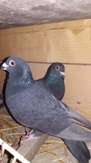  - voiajori colorati matca 2018