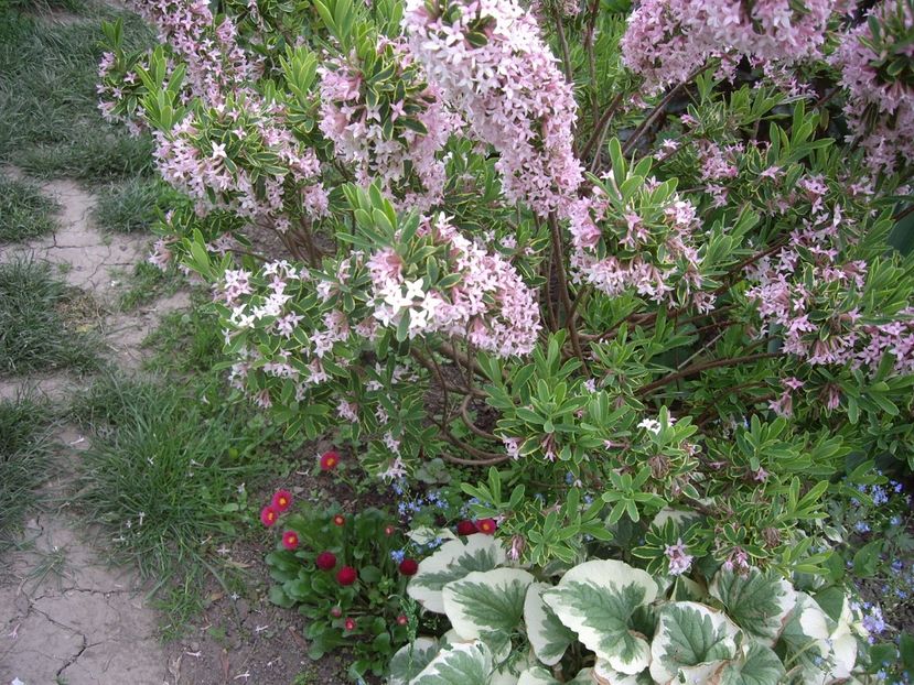 IMGP0309 - Trandafiri si peisaje 2017 -1