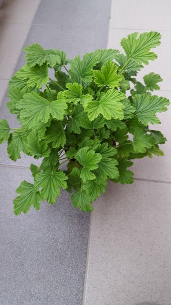  - Pelargonium graveolens