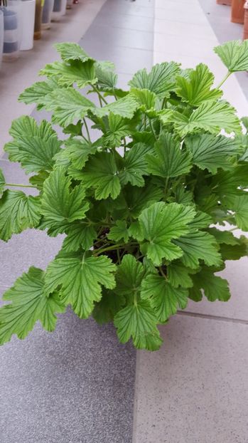  - Pelargonium graveolens