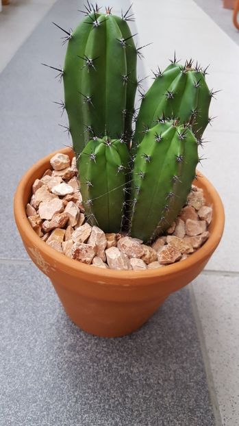  - Cactus 2 Polaskia chichipe