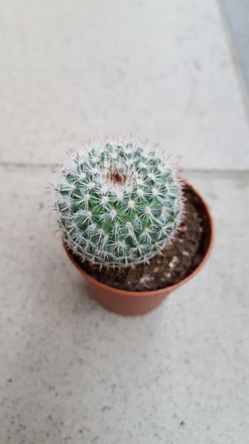  - Mammillaria sp