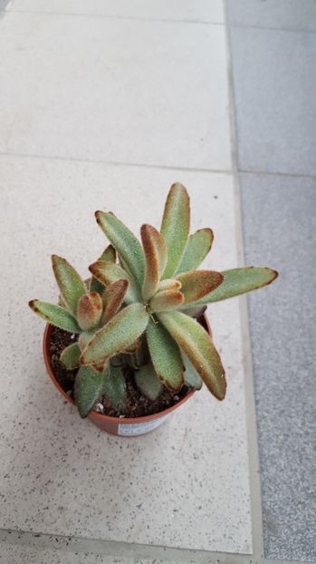 Kalanchoe tomentosa Chocolate Soldier - Kalanchoe tomentosa Chocolate Soldier