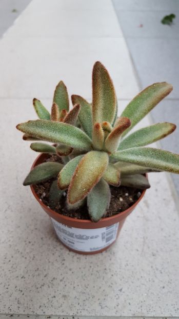  - Kalanchoe tomentosa Chocolate Soldier