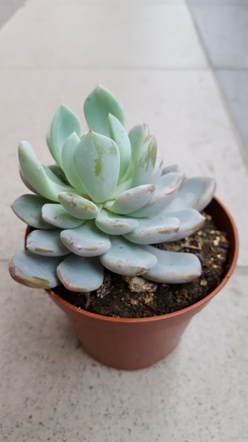  - Echeveria sp-elegans