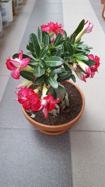  - Adenium-trandafirul desertului