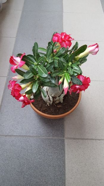  - Adenium-trandafirul desertului