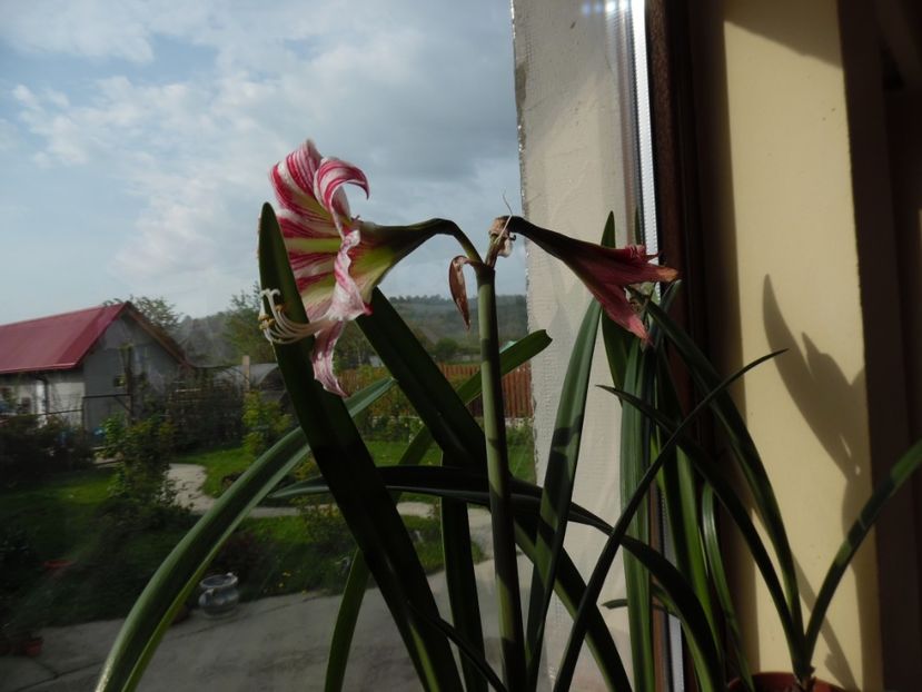  - 000 Mai in gradina