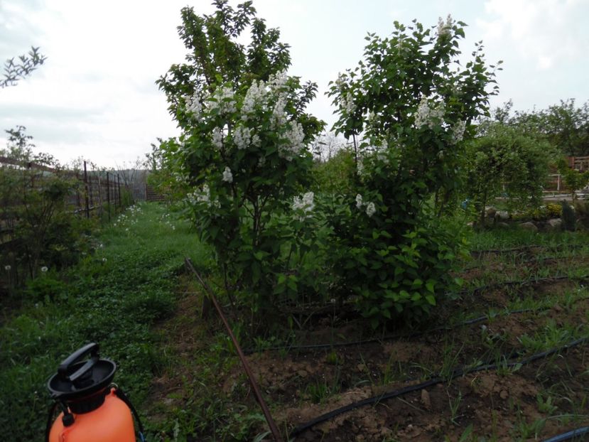  - 000 Mai in gradina