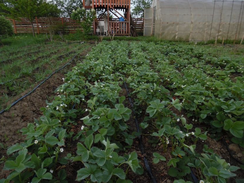  - 000 Mai in gradina