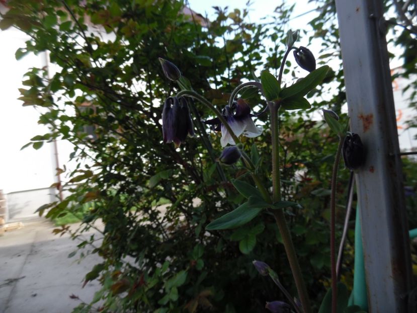  - 000 Mai in gradina
