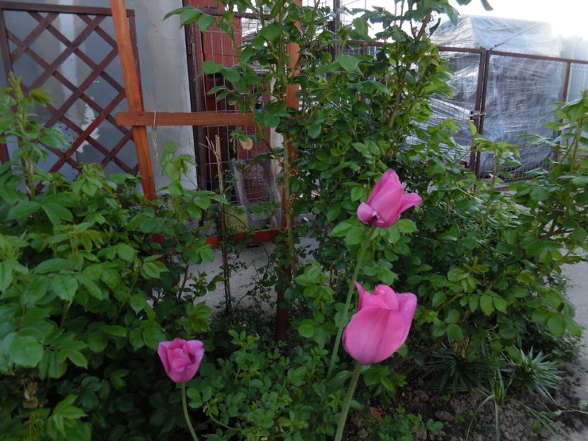  - 000 Mai in gradina