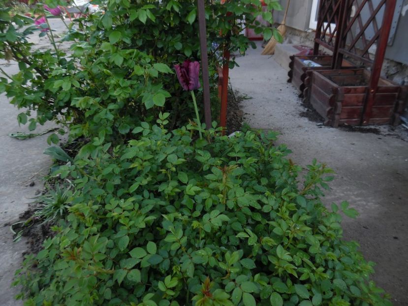  - 000 Mai in gradina