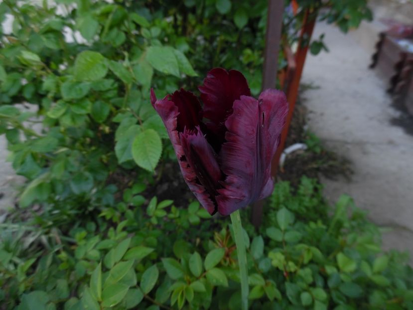  - 000 Mai in gradina