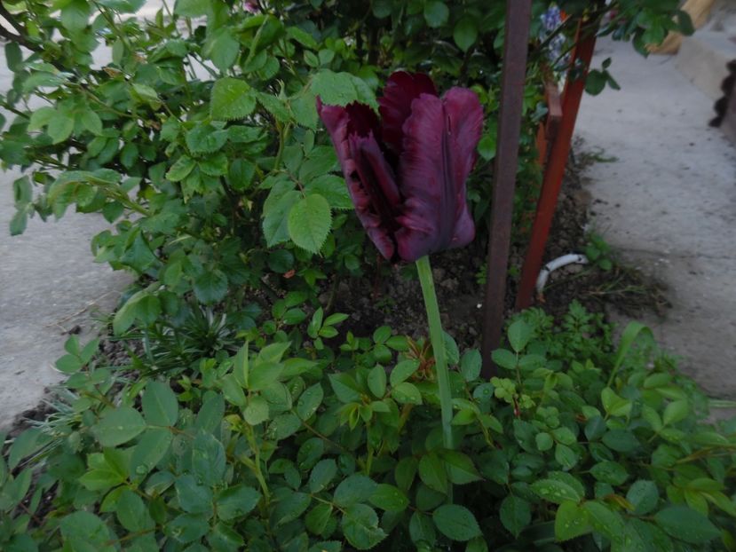  - 000 Mai in gradina